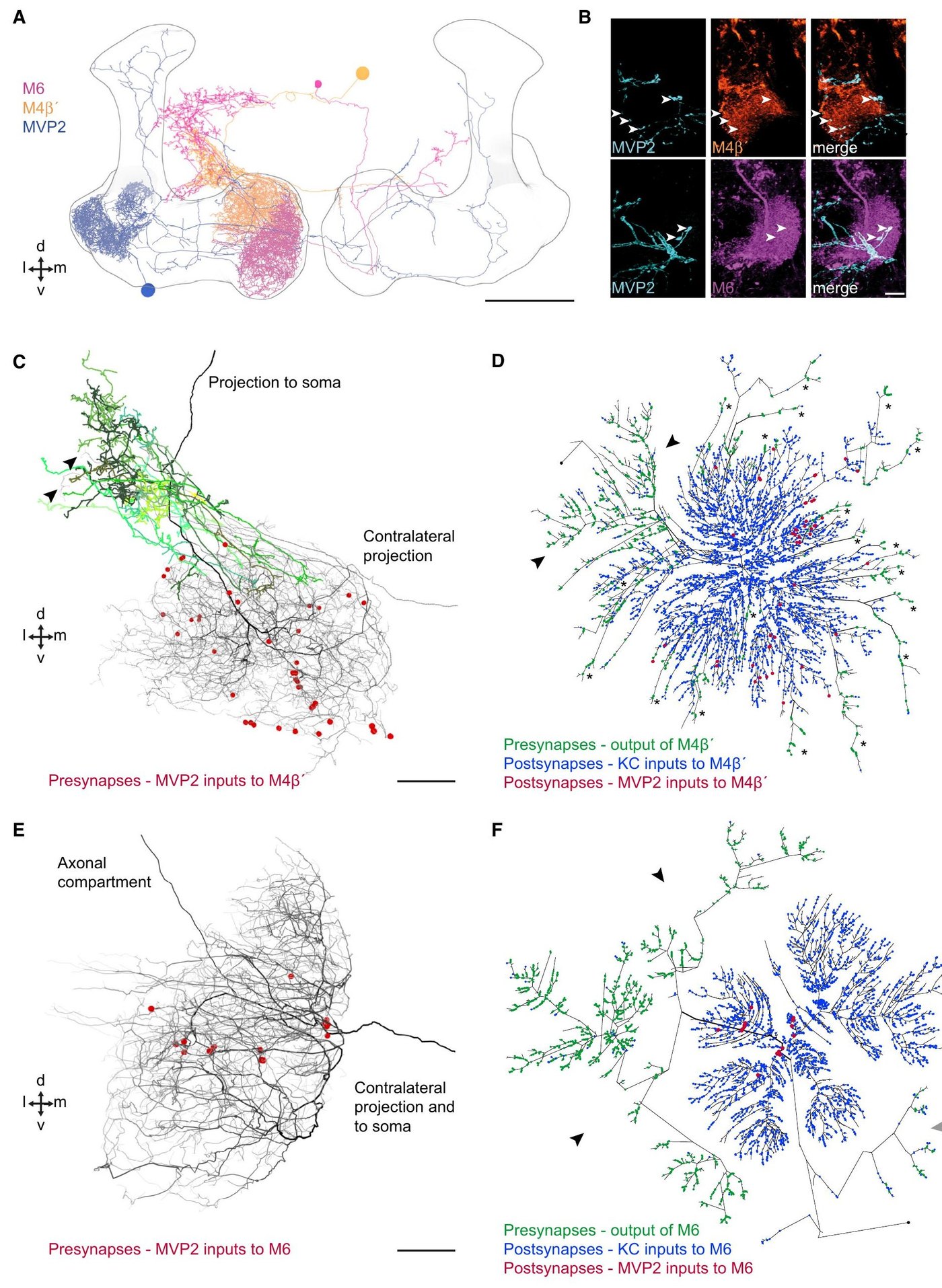 Figure 4:MVP2 以不同方式連到 M4β′ 與 M6