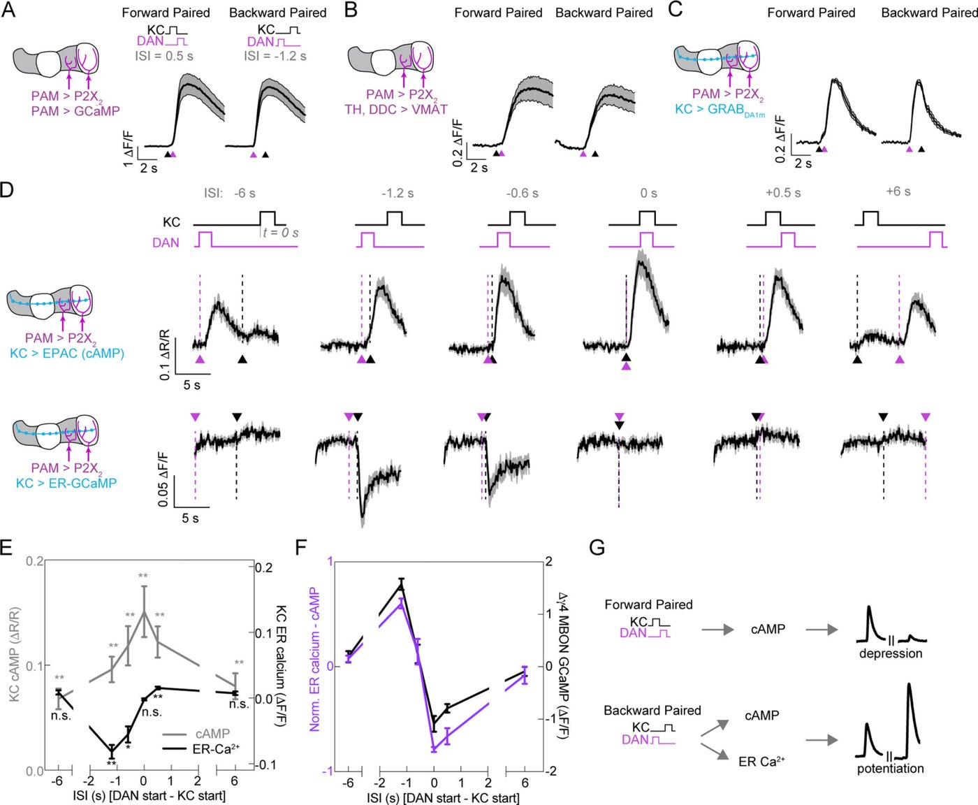 Figure 5：第二傳訊者路徑對 KC 與 DAN 輸入的次序敏感