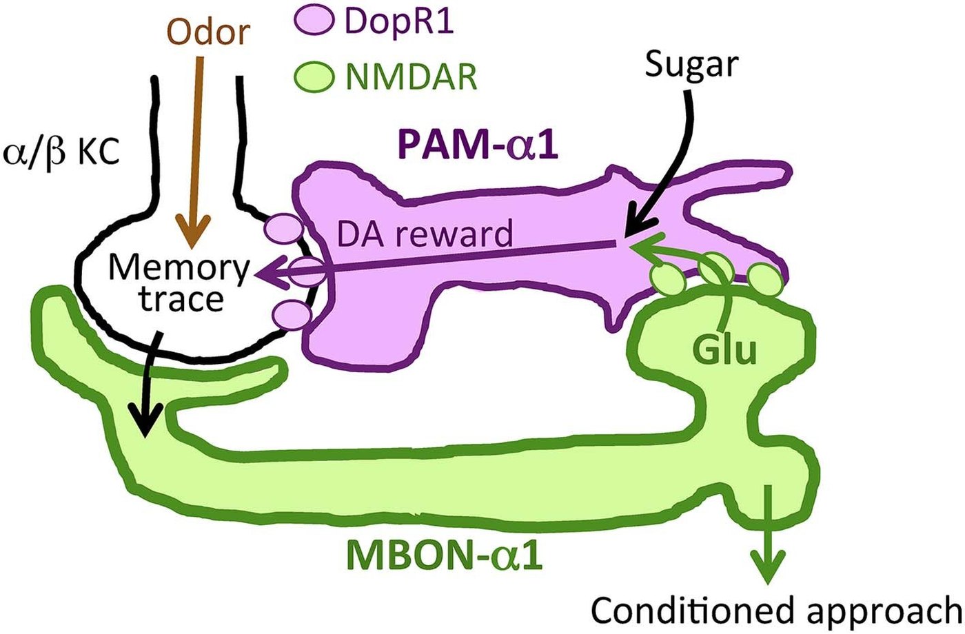 Figure 11:迴圈獎賞迴路驅動獎賞型 LTM 形成