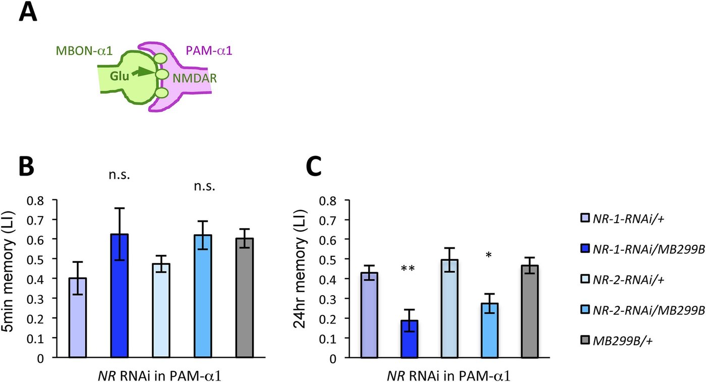 Figure 4:PAM-α1 的 NMDA 受體是獎賞型 LTM 所必需