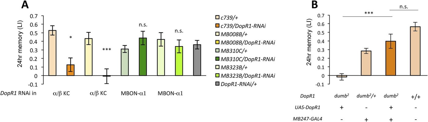 Figure 6:α/β KC 經由 DopR1 接收多巴胺訊號以形成 LTM