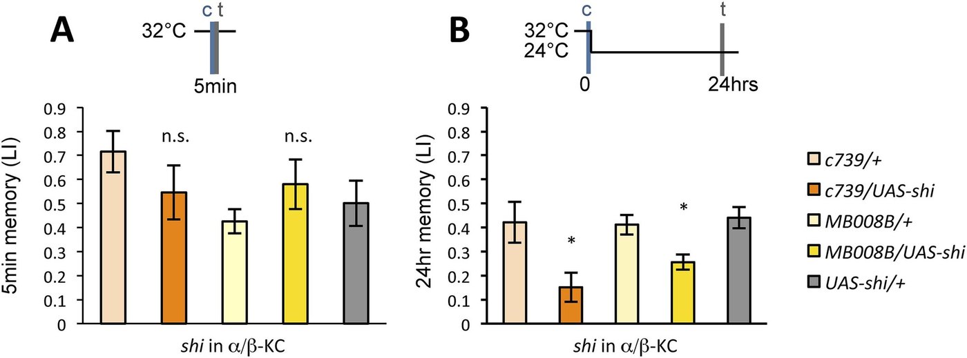 Figure 7:α/β KC 的輸出在獎賞型 LTM 的獲得中不可或缺